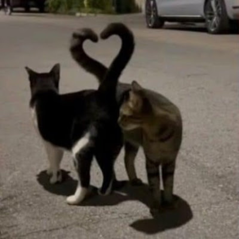 Meet your Posher, Paloma